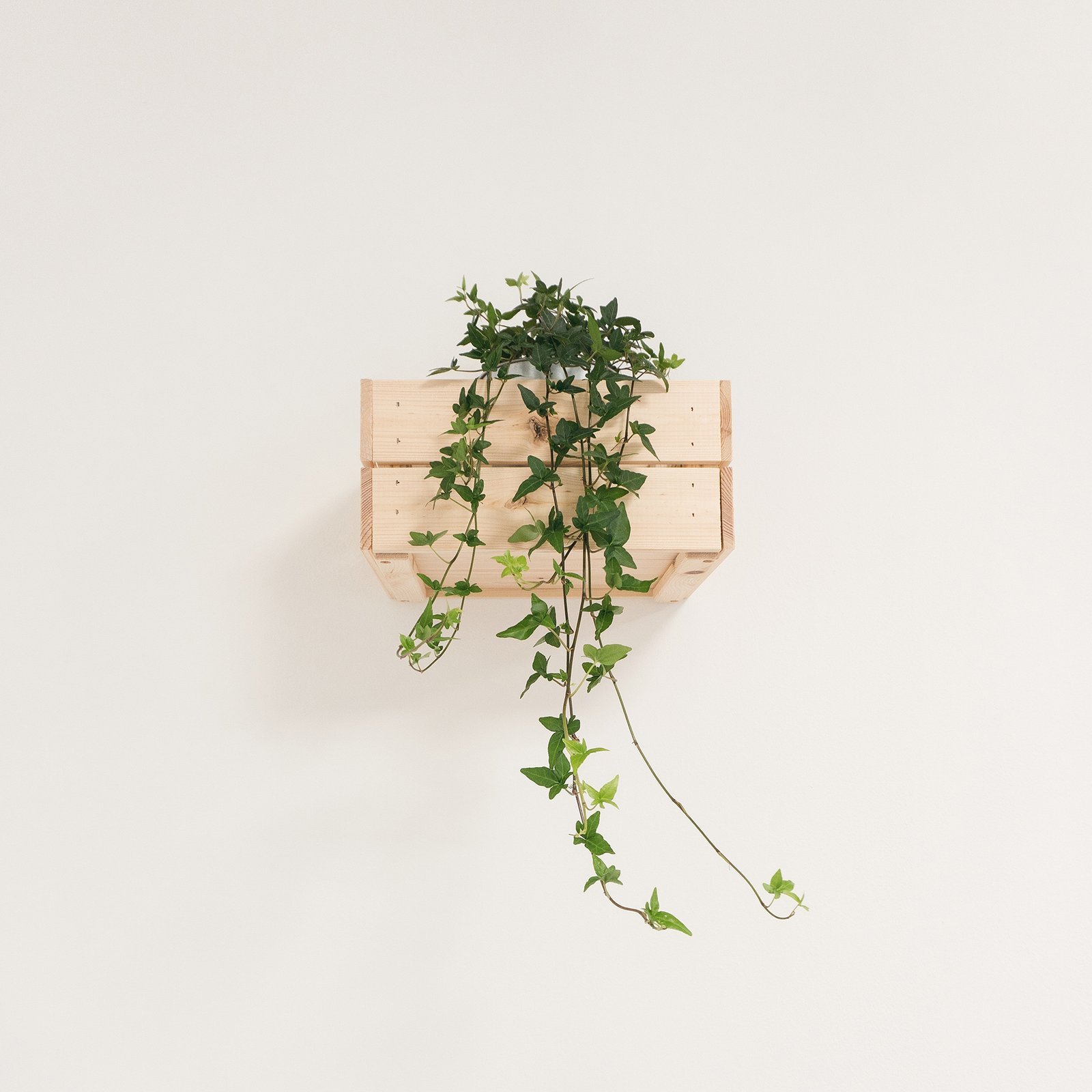 Coffee table and plants